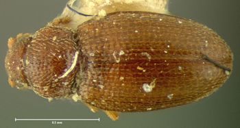 Media type: image;   Entomology 7032 Aspect: habitus dorsal view